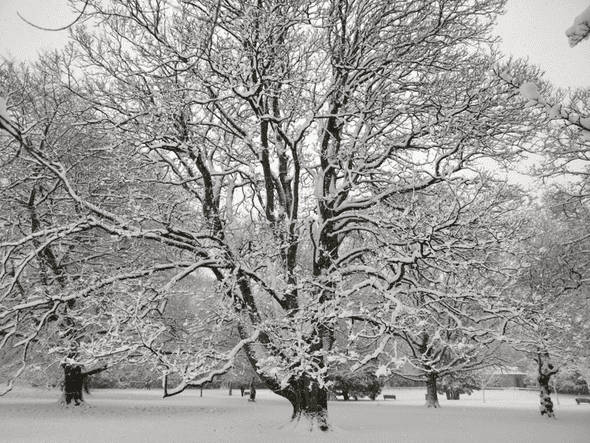 snowy tree